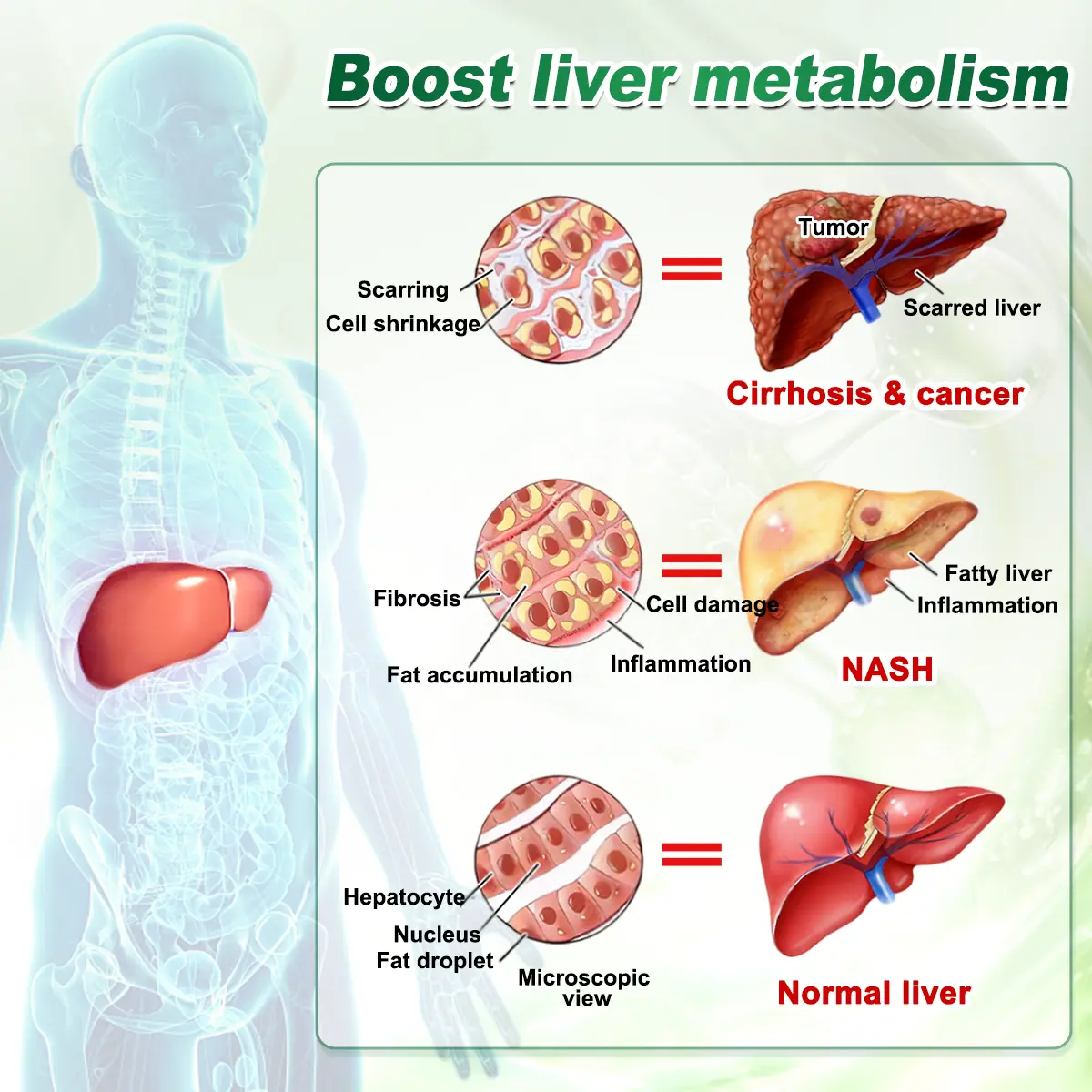 Curalona® Lymphatic Detox × Berberine 12-in-1 Sculpting Serum